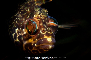 Caught in the Act!
Super klipfish spies me with one eye ... by Kate Jonker 